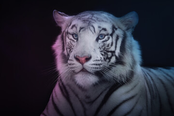 White Tiger (Panthera tigris) - Leucistic Tiger