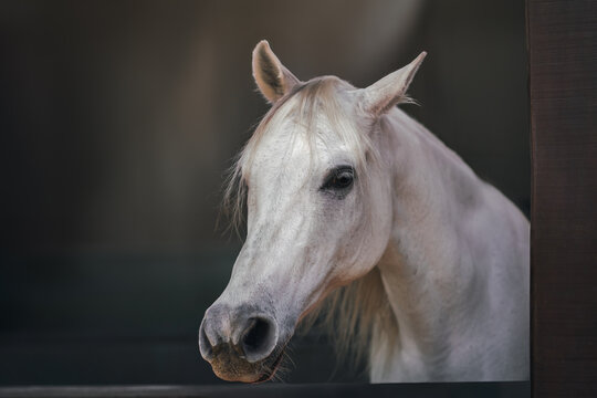 Beautiful White Horse Head (Equus ferus caballus)