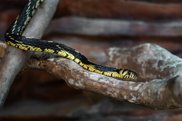 Chicken Snake (Spilotes pullatus) - Caninana