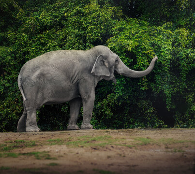 Female Asian Elephant (Elephas maximus)