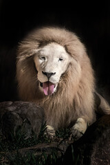 White Lion Showing Tongue (Panthera leo) - Leucistic Lion