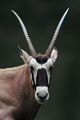 Gemsbok Head or South African oryx (Oryx gazella)
