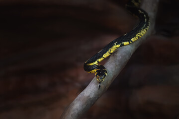 Chicken Snake (Spilotes pullatus) - Caninana
