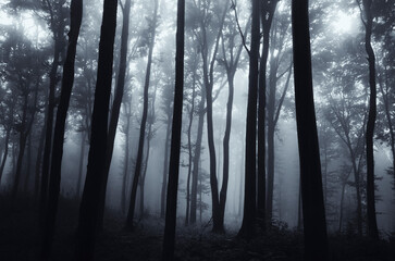 mysterious dark woods at night, fantasy landscape