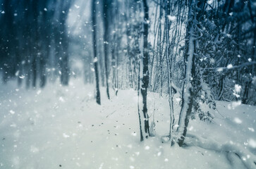 snow flakes falling in winter forest