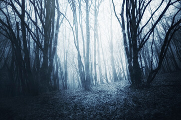 dark mysterious forest with scary trees