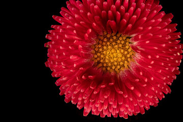 Beautiful blooming pink gerbera daisy flower on black background. Close up photo.