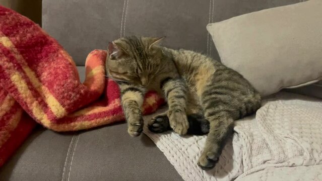 tabby cat falls asleep in unique positions	