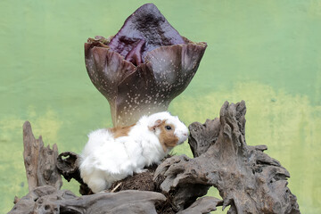 A guinea pig is hunting for termites in a rotten tree trunk overgrown with a stink lily. This...