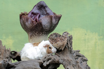 A guinea pig is hunting for termites in a rotten tree trunk overgrown with a stink lily. This...