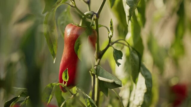 Sweet red paprika or capia pepper hanging on a plant in a vegetable garden or a farm. Closeup slow motion footage under the warm summer sun.