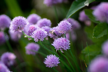 Purple chives plant in summer garden. Perfect healthy herb flowers. Chive blossom in back light.