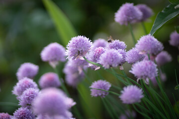 Purple chives plant in summer garden. Perfect healthy herb flowers. Chive blossom in back light.