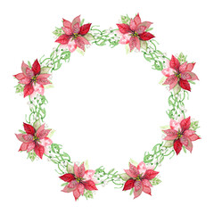Round frame, wreath of Poinsettia, Mistletoe evergreen branches with leaves and white berries. Watercolor hand drawn botanical illustration of Christmas symbol. Clipart for winter prints, greetings