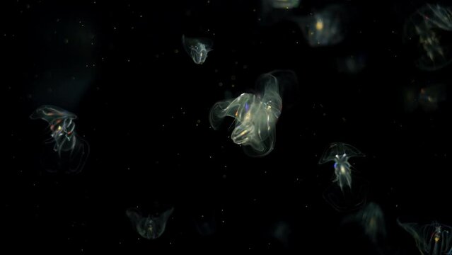 Comb Jellies Bioluminescence Jellyfish Closeup