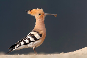 Eurasian Hoopoe, Upupa epops © Marc