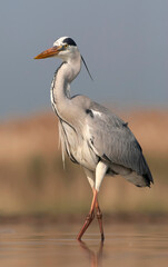 Grey Heron, Ardea cinerea