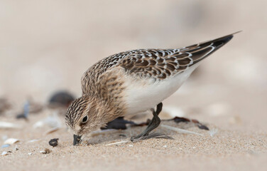 Baird's Sandpiper, Calidris bairdii