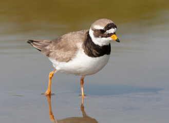 Common Ringed Plover, Charadrius hiaticula