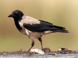 Hooded Crow, Corvus cornix