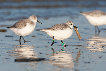 Sanderling, Calidris alba