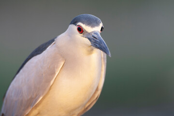 Black-crowned Night Heron, Nycticorax nycticorax