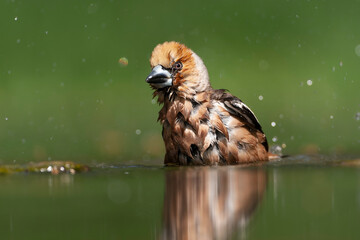Hawfinch, Coccothraustes coccothraustes
