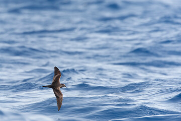 Bulwer's Petrel, Bulweria bulwerii