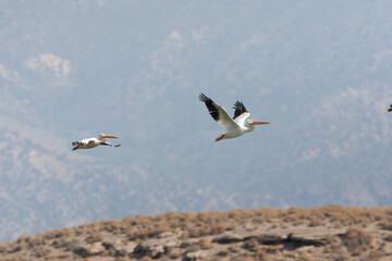 American White Pelican, Pelecanus erythrorhynchos