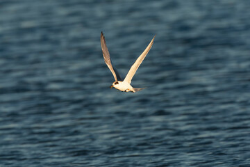 Forster's Tern, Sterna forsteri
