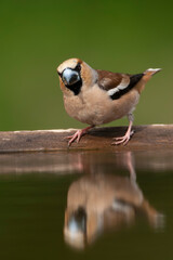 Hawfinch, Coccothraustes coccothraustes
