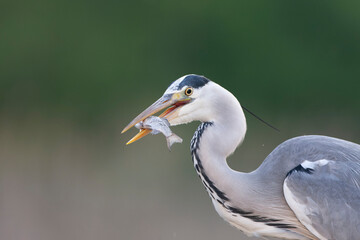Grey Heron, Ardea cinerea