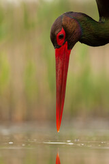 Black Stork, Ciconia nigra