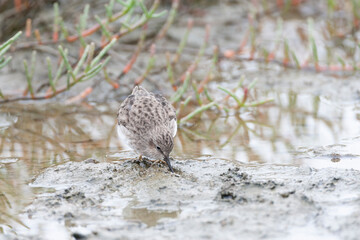 Least Sandpiper, Calidris minutilla