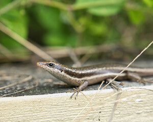 Seychelles endemic skink gecko on concrete wall, Mahe Seychelles