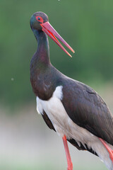 Black Stork, Ciconia nigra