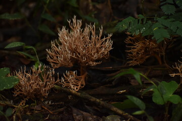 Fungi