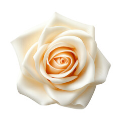 single white rose isolated on transparent background cutout
