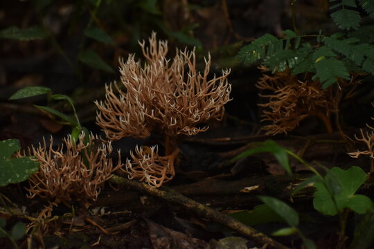Fungi