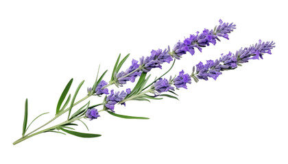 bunch of lavender isolated on transparent background cutout