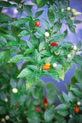 Beautiful ornamental 5 color Chinese pepper load of fruits growing at side of house in Dallas, Texas, US, hues rainbow, turning from cream, purple, yellow, orange, and red, lush green foliage