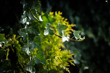 A wall of common ivy. Ivy grows on the wall. Ivy texture in dark romantic tones. Ivy leaves background european ivy, english ivy or ivy Hedera helix