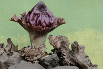 A number of brown quail are hunting for termites on a rotting tree trunk covered with flowering stink lilies (Amorphophallus paeoniifoliusis). This grain-eating bird has the scientific name Coturnix c