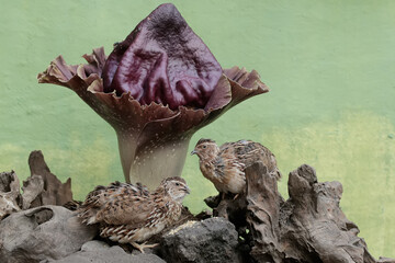 A number of brown quail are hunting for termites on a rotting tree trunk covered with flowering stink lilies (Amorphophallus paeoniifoliusis). This grain-eating bird has the scientific name Coturnix c