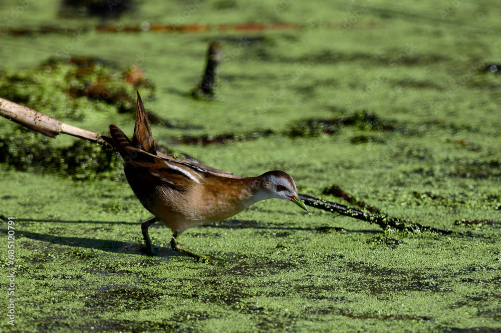 Poster Kleines Sumpfhuhn, Kleinsumpfhuhn - Weibchen // Little crake - female (Zapornia parva / Porzana parva)