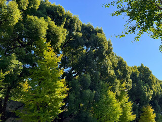 黄葉する東京都心の銀杏並木