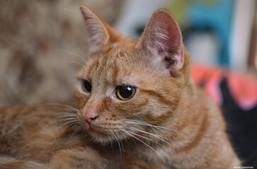 Pies, kot, zwierzęta, Beagel © Aneta