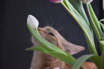 Pies, kot, zwierzęta, Beagel © Aneta