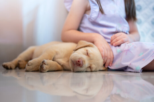 Adorable Labrador puppy sleep next to little girl