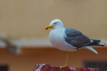 The seagull sleeps standing on one leg with its eyes closed, resting, gaining strength